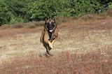 MALINOIS 028